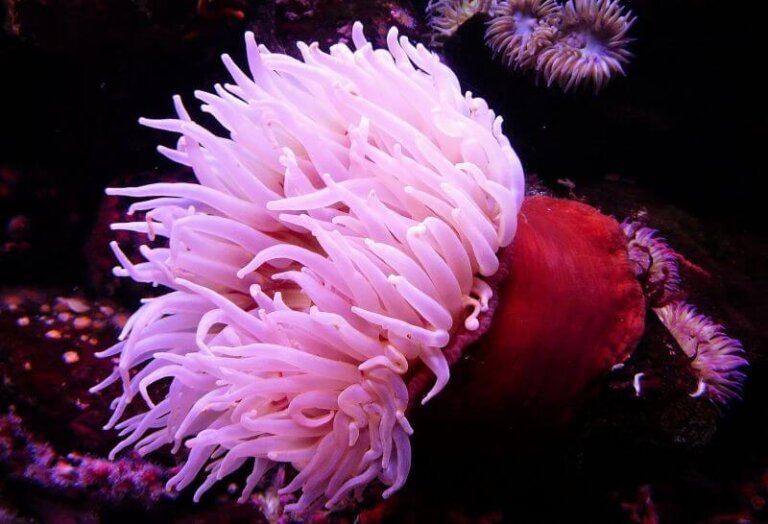 Así es como las anémonas de mar lanzan sus aguijones venenosos