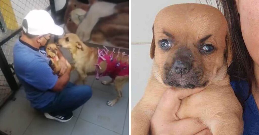 Despidieron a Chupete, perrito con hidrocefalia que esperaba ser adoptado, fue un gran luchador