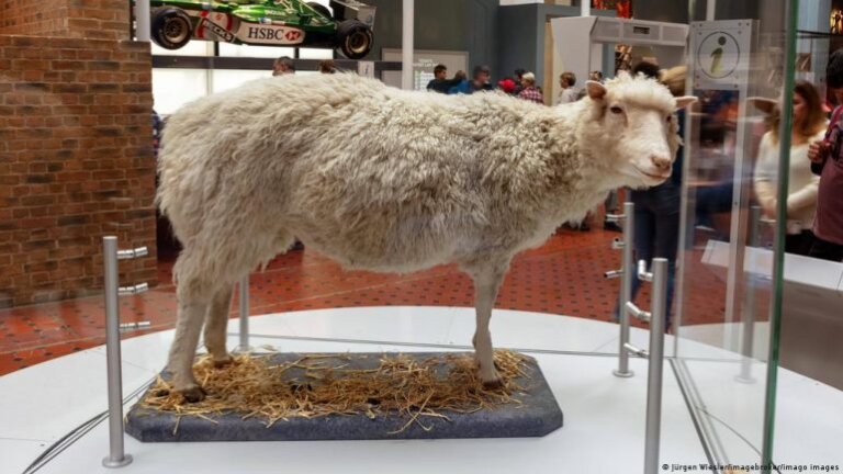 ¡Dolly!, la oveja más famosa por ser el primer mamífero clonado en el mundo