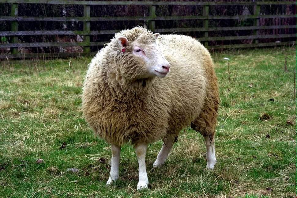 Dolly, la oveja más famosa del mundo.