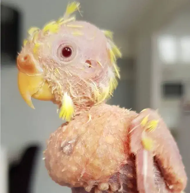 Coco, el lorito.
