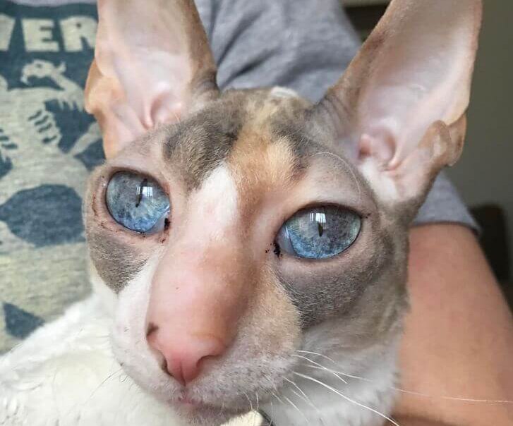La gata con ojos maravillosos.