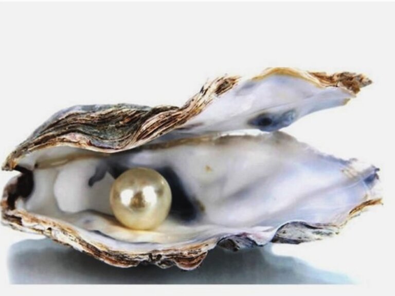 ¿Cómo hacen las ostras las perlas?