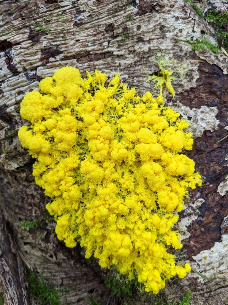 The Blob (Physarum polycephalum).