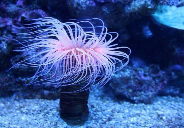 Un'anemone di mare.