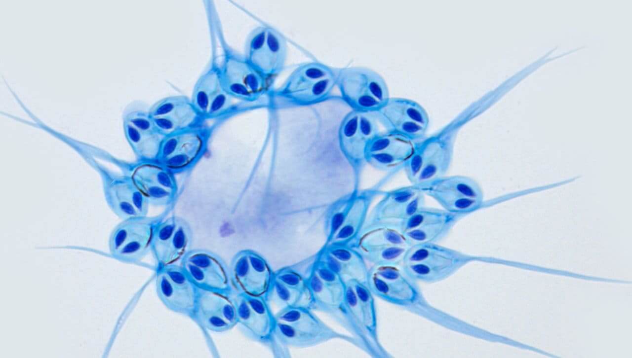 Animale che non respira.