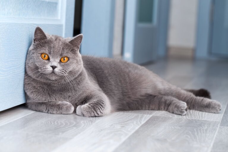 British Shorthair