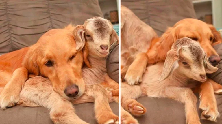 Mamá perruna adopta a cabras bebés y ahora son una familia especial
