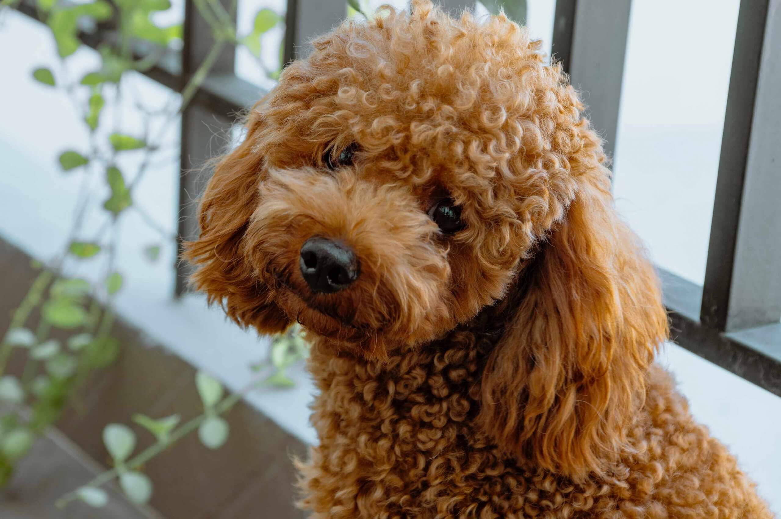 A toy poodle.