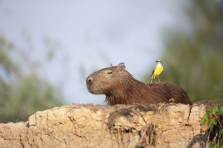Capibara: animal más amistoso del mundo y además sirve de transporte para otras especies