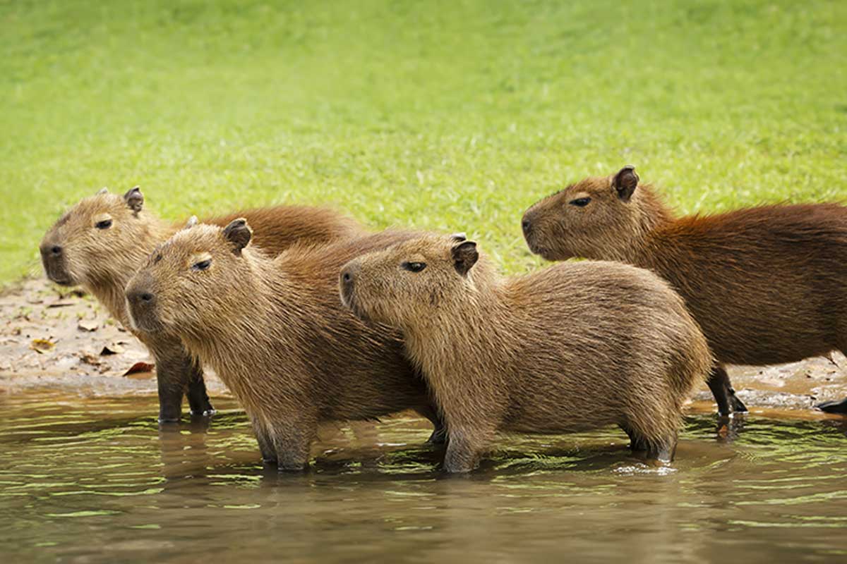 Los capibaras viven en manadas.