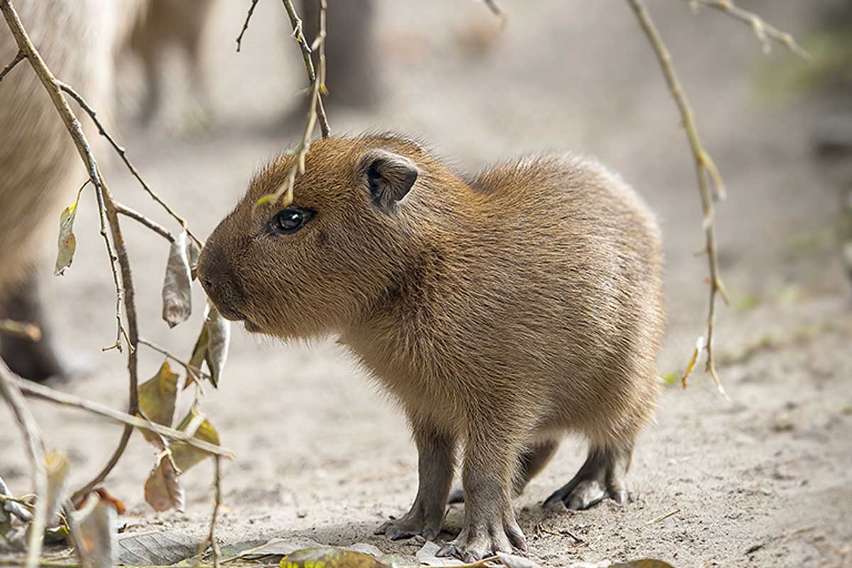 Il capibara è un mammifero roditore molto dolce.