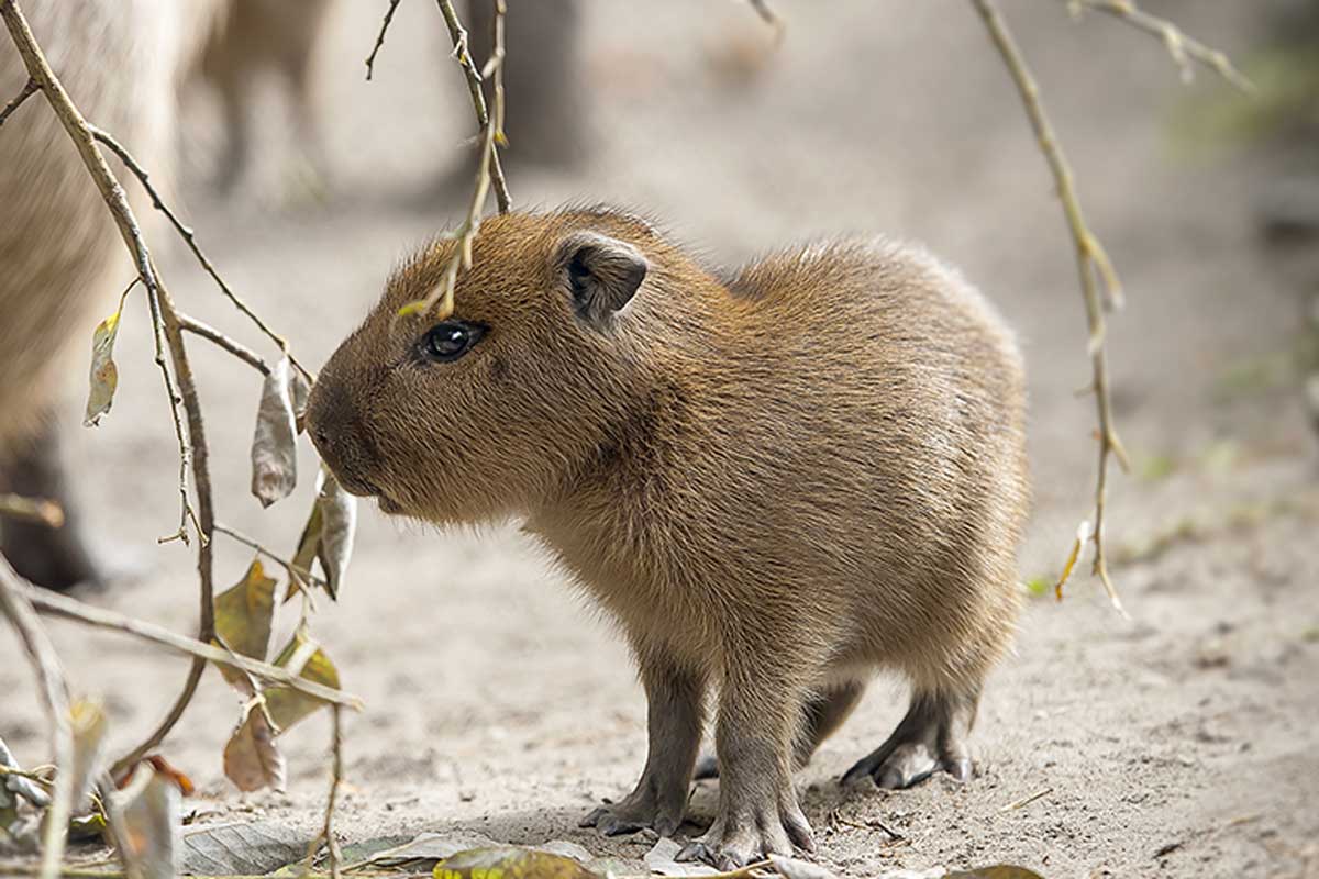 A capivara é um mamífero roedor que gera muita fofura.