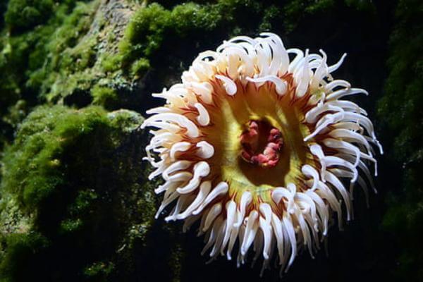 Sea anenomes.