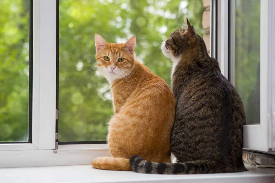 Two cats sitting in a window sill.