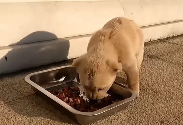 El perrito comiendo.