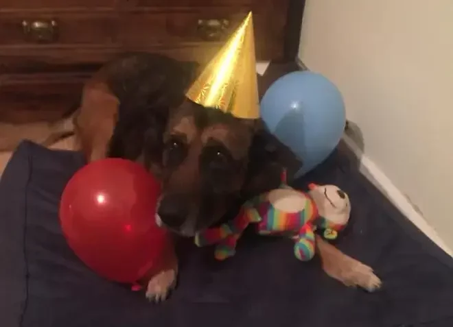 El cumpleaños de uno de los perritos.