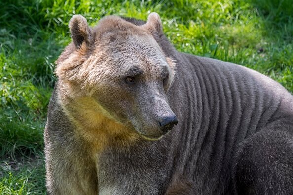 "Grolar": nueva especie de oso híbrido provocada por la emergencia climática