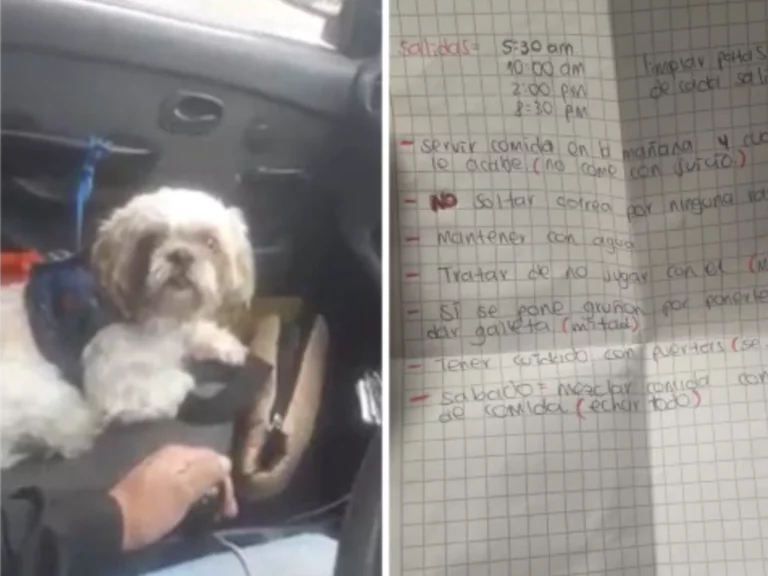 Abandonan perrito viejito en un taxi con instrucciones para cuidarlo