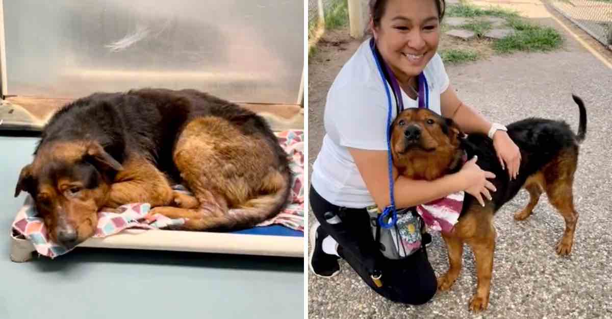 Perrito que iba a ser eutanasiado pudo ser adoptado una hora antes de perder su vida