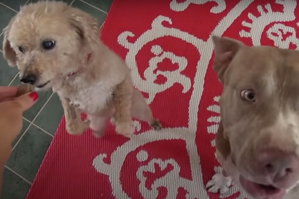 Este emotivo vídeo nos enseña que las mascotas también sufren por la pérdida de un amigo.
