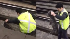 Conductor detiene un tren para rescatar un perro