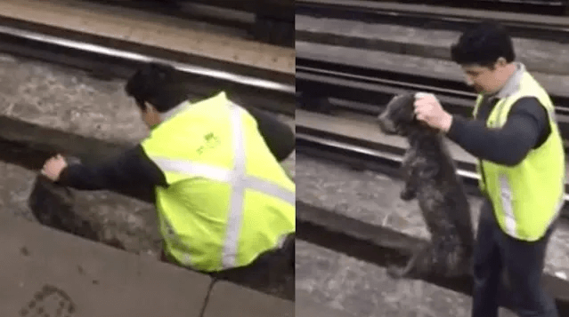 Conductor detiene un tren para rescatar un perro