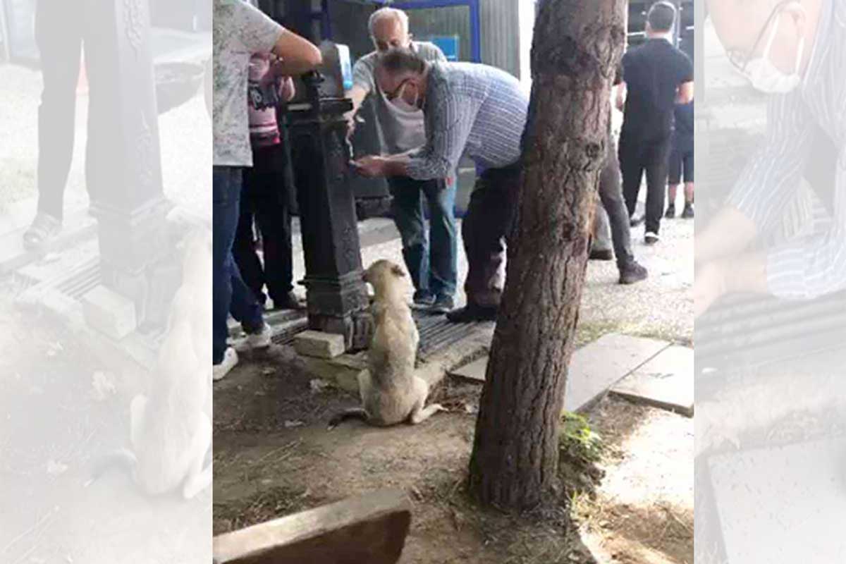 El hombre juntó sus manos para darle agua al can y con ello se hizo viral.