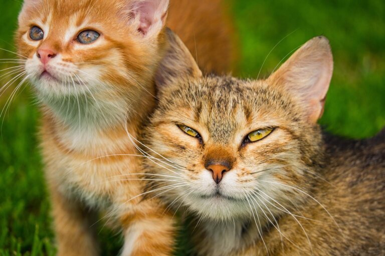 Estudio afirma que la mayoría de los gatos recuerdan su nombre y el de sus allegados