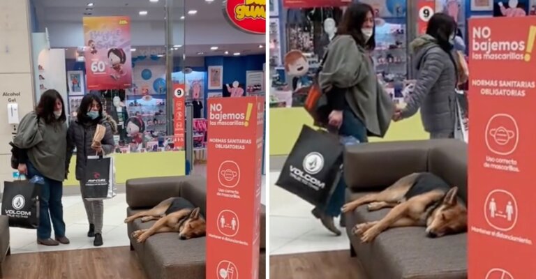 Perrito sin hogar se quedó dormido en un centro comercial, nadie lo quiso incomodar