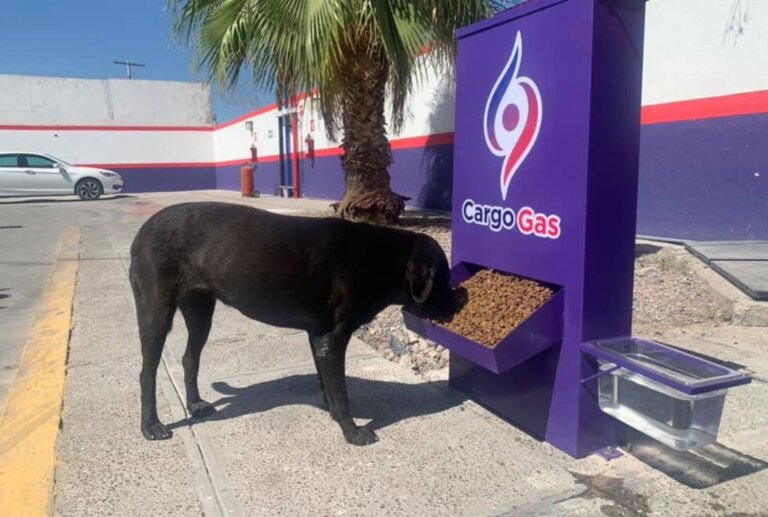 Grupo gasolinero instala dispensador de agua y alimento para perritos callejeros