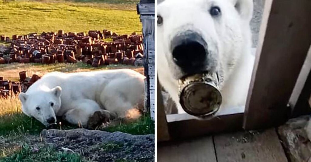 Osa polar hambrienta pidió ayuda a un hombre para que le quitara una lata atorada en su lengua que no le permitía comer