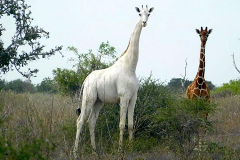 Quieren salvar a la última jirafa blanca de los cazadores furtivos