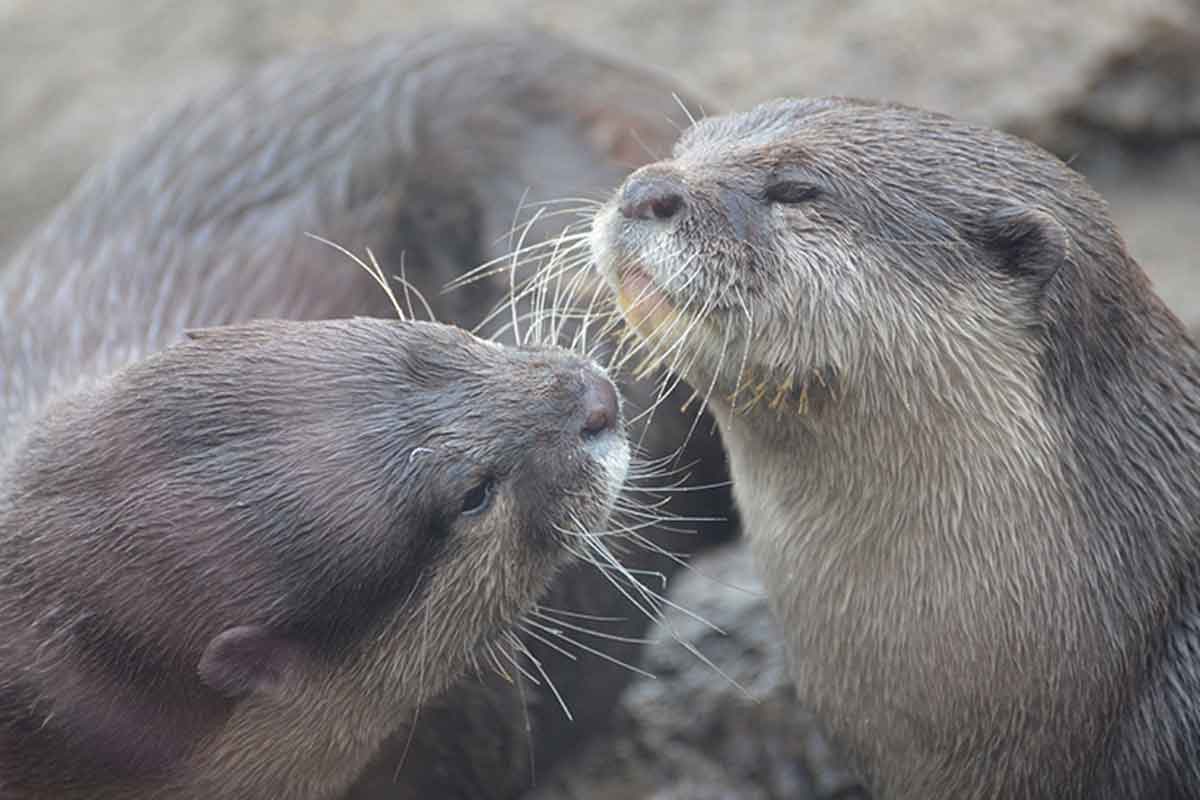 Las nutrias se sujetan de las manos por una razón específica de supervivencia.