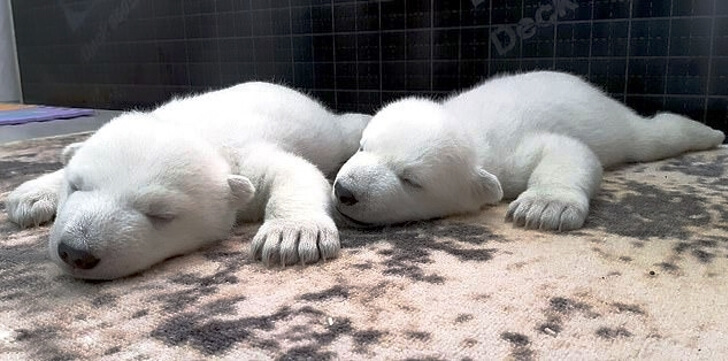 Cachorros de osos polares fueron abandonados por su madre y ahora se preparan para vivir en libertad