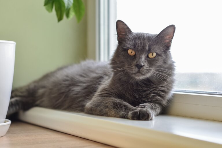 Nebelung gato