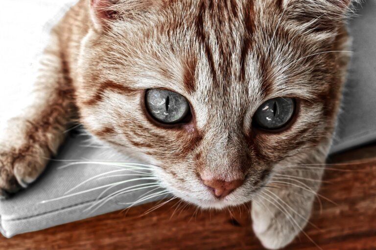 7 imágenes de gatos tiernos que no puedes dejar de ver