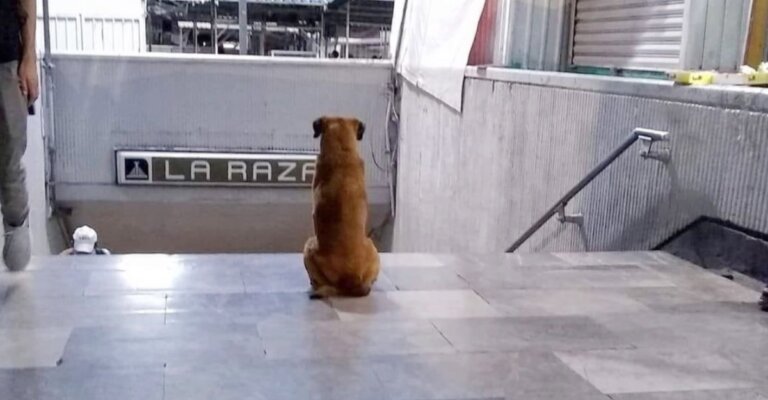 "Hachiko mexicano": perrito espera todos los días a su dueña fuera del metro hace meses