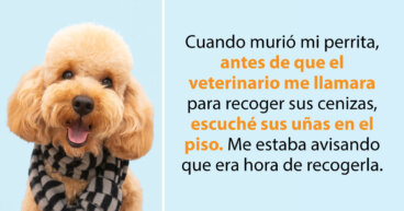 Mascotas que luego de morir, visitaron inesperadamente a su humano