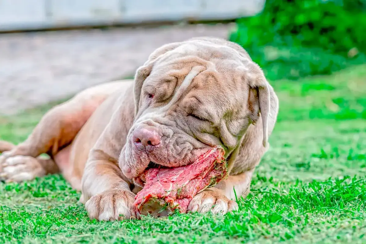 Cane che mangia carne cruda.