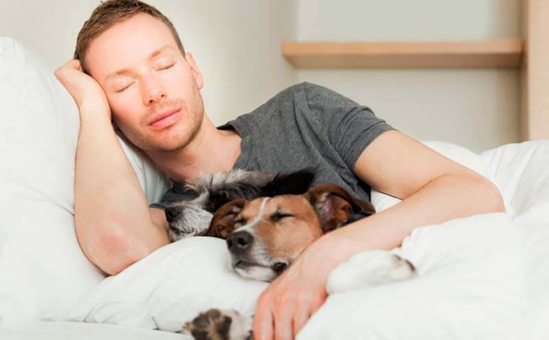 Mascota durmiendo con su dueño.