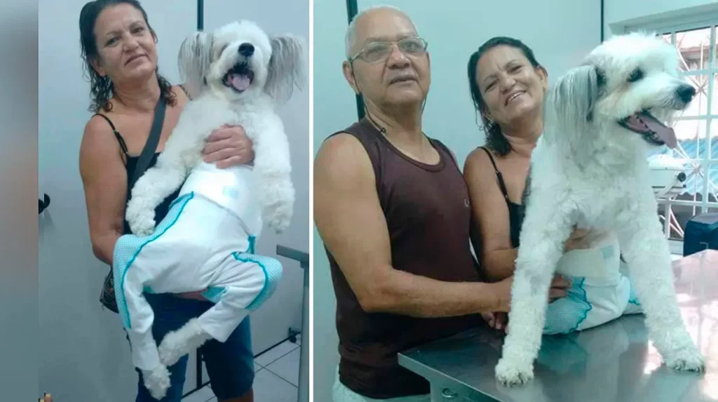 Perrito parapléjico tiene una familia inquebrantable que dejó sin palabras a su veterinaria 