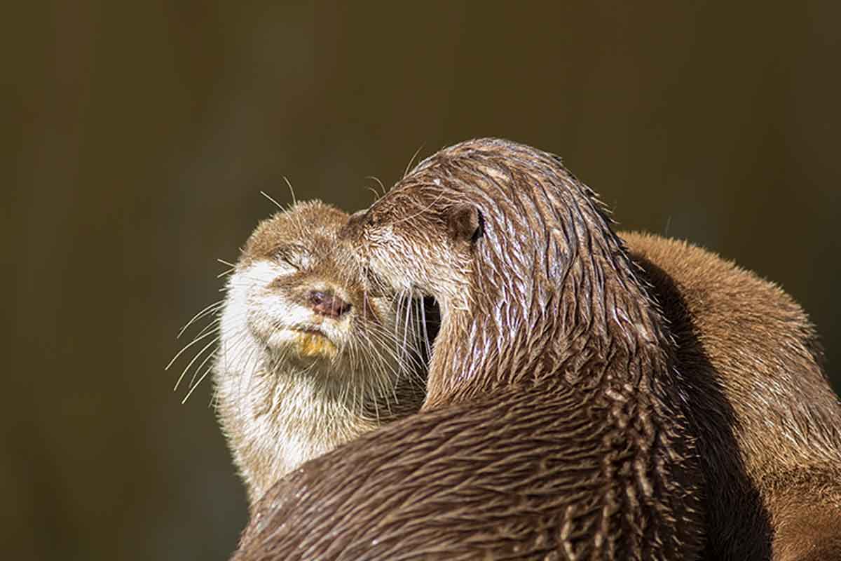 Las nutrias son animales hermosos que tienen una convivencia muy particular.