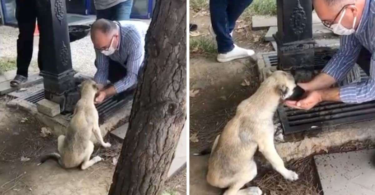 Hombre juntó agua en sus manos para darle de beber a un perrito sin hogar