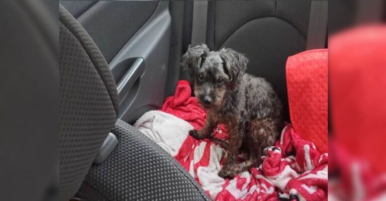 "Me puse a llorar y lo abracé": mujer al rescatar perrito, se dio cuenta que se parecía mucho a la suya que falleció