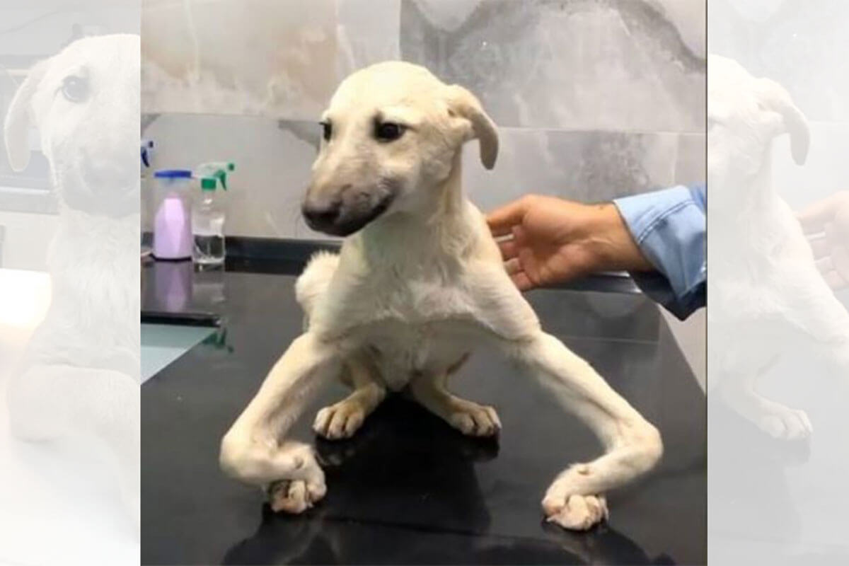 Cuando rescatan a este perrito no pueden creer lo que la mano humana le causó.