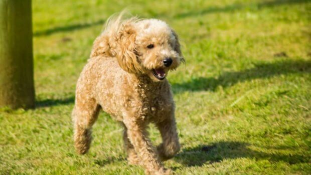 caniche