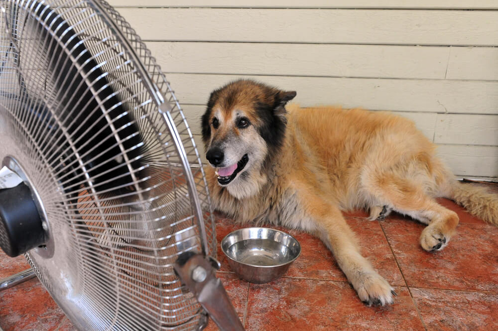 ¿Cómo afecta la ola de calor a perros y gatos?