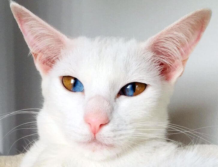 Un felino con ojos increíbles.
