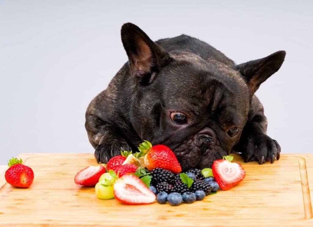 A dog eating fruit.